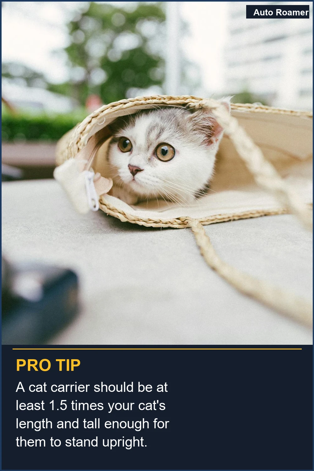 A cat carrier should be at least 1.5 times your cat's length and tall enough for them to stand upright.