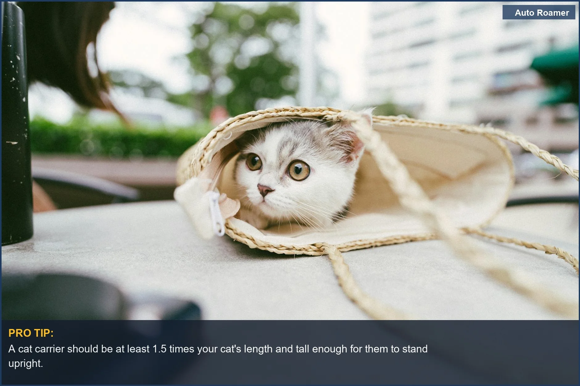 Curious kitten peeking out of a woven bag, illustrating the importance of proper cat carrier size.