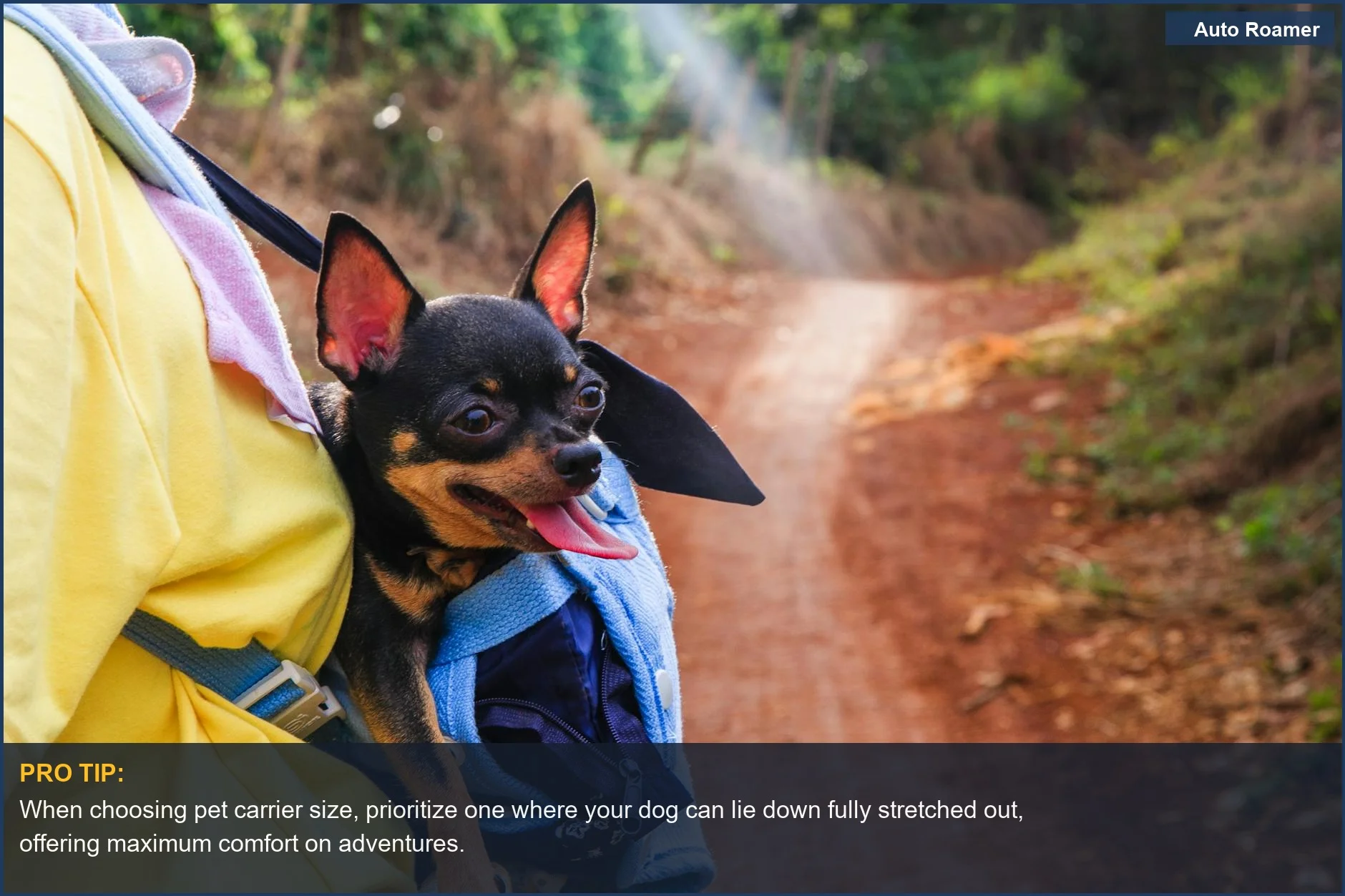 Adorable Chihuahua enjoying a hike in a backpack-style carrier, showcasing a practical solution for small dog carrier size.