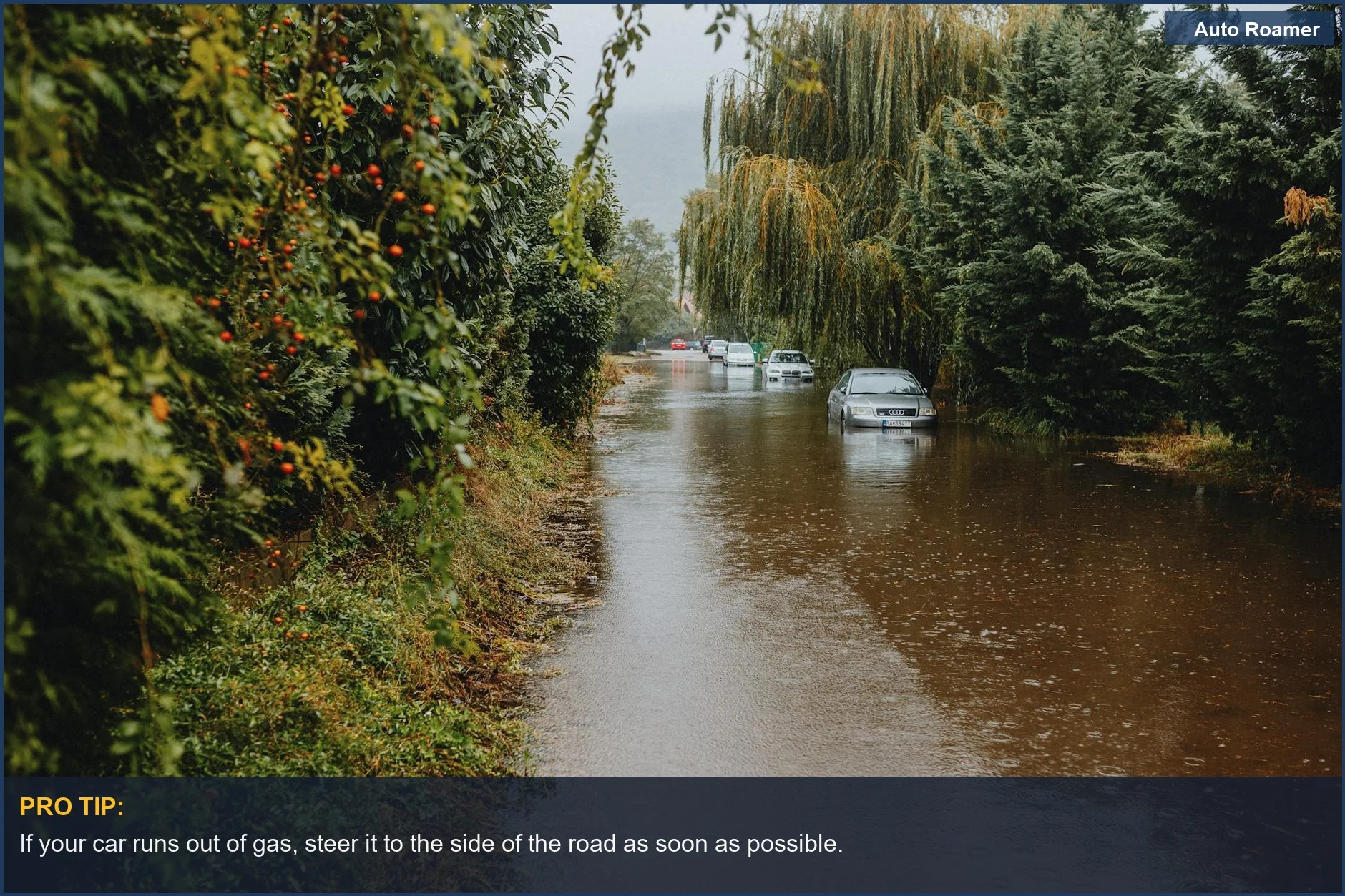 Submerged cars and overgrown trees on a flooded urban street.