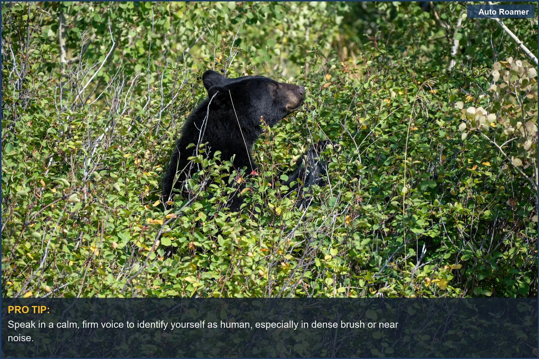 Wild black bear camouflaged in thick forest bushes, essential for what to do see bear camping.