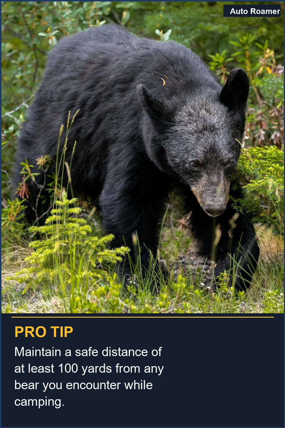 Maintain a safe distance of at least 100 yards from any bear you encounter while camping.