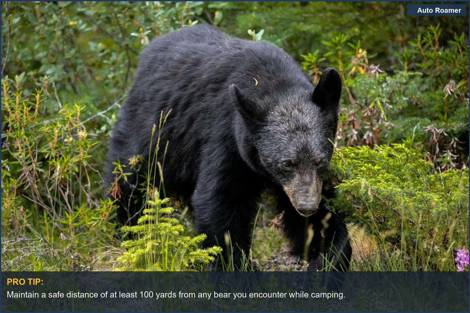 Wild black bear exploring lush forest in Jasper National Park, Canada, for bear encounter camping tips.
