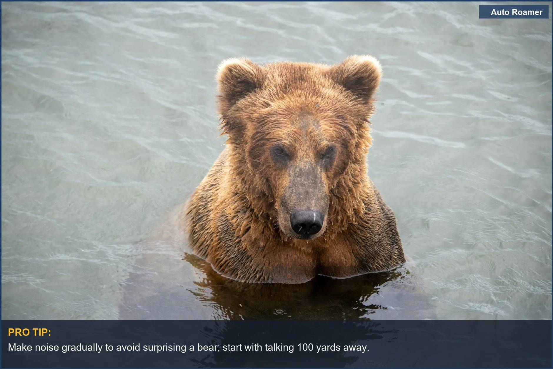 Brown bear emerging from water, a reminder of bear safety camping in its natural habitat.