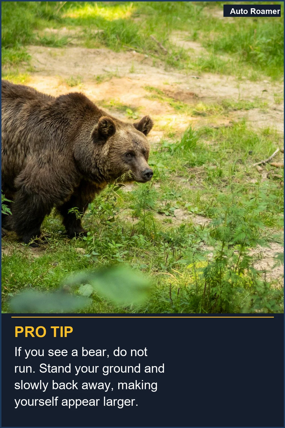 If you see a bear, do not run. Stand your ground and slowly back away, making yourself appear larger.