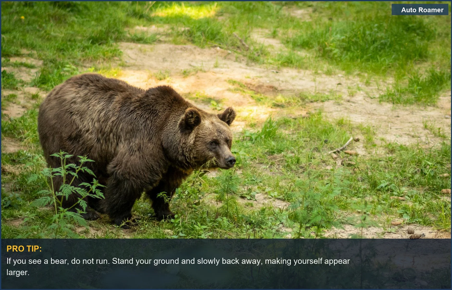 Majestic brown bear walking in lush green forest, crucial for bear safety camping knowledge.